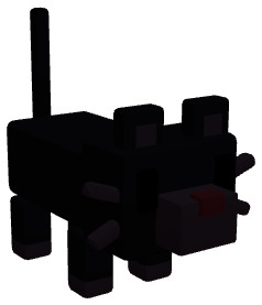 Black cat pet